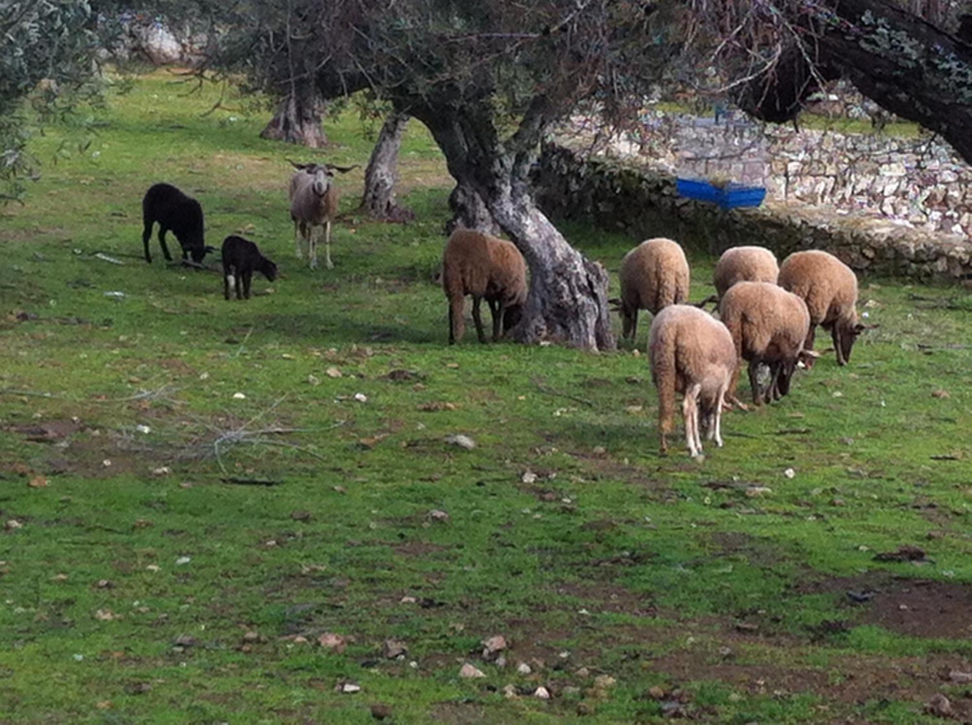 Quinta Das Pias - Holiday Farm พินเญล ภายนอก รูปภาพ