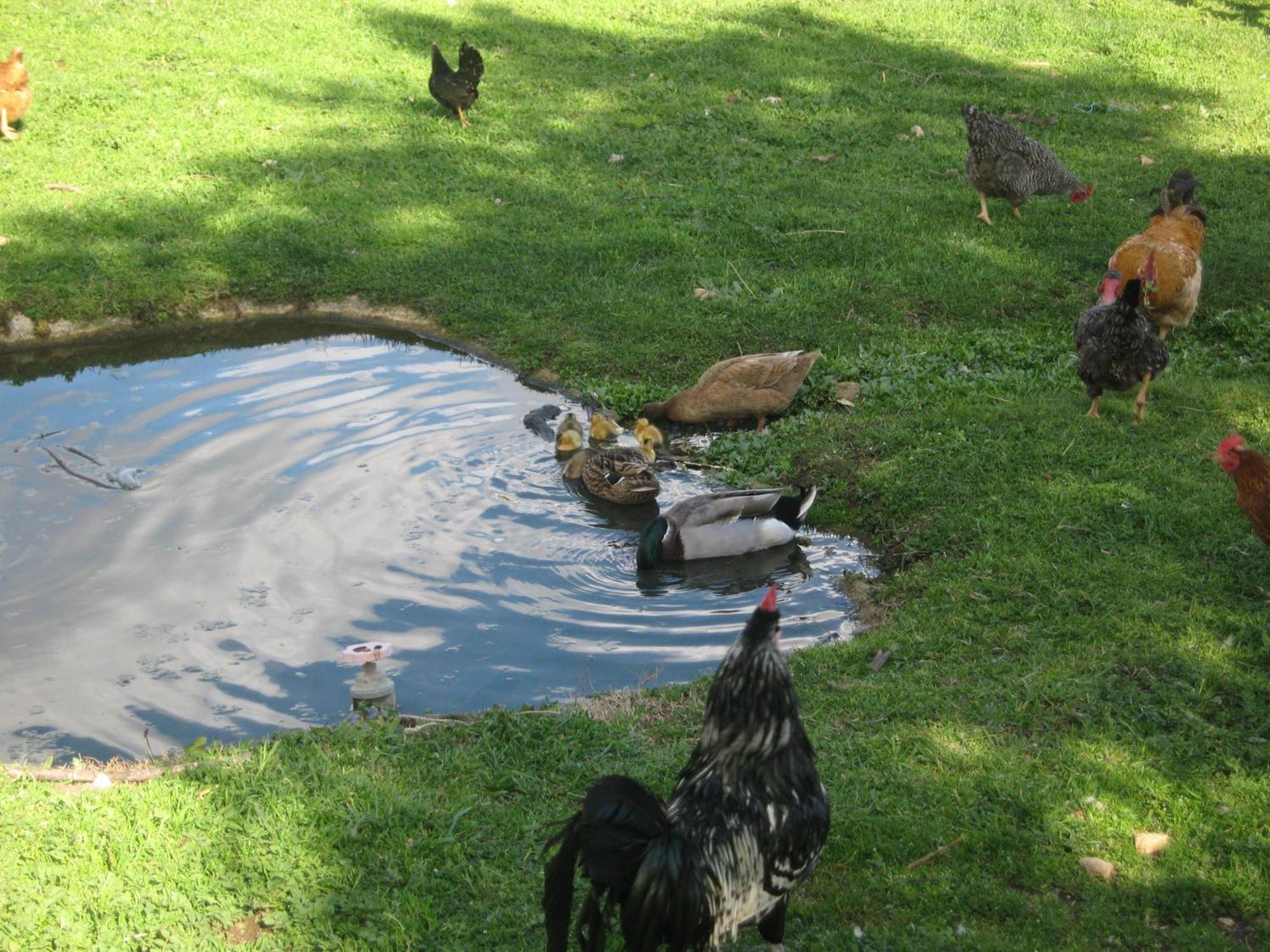 Quinta Das Pias - Holiday Farm พินเญล ภายนอก รูปภาพ