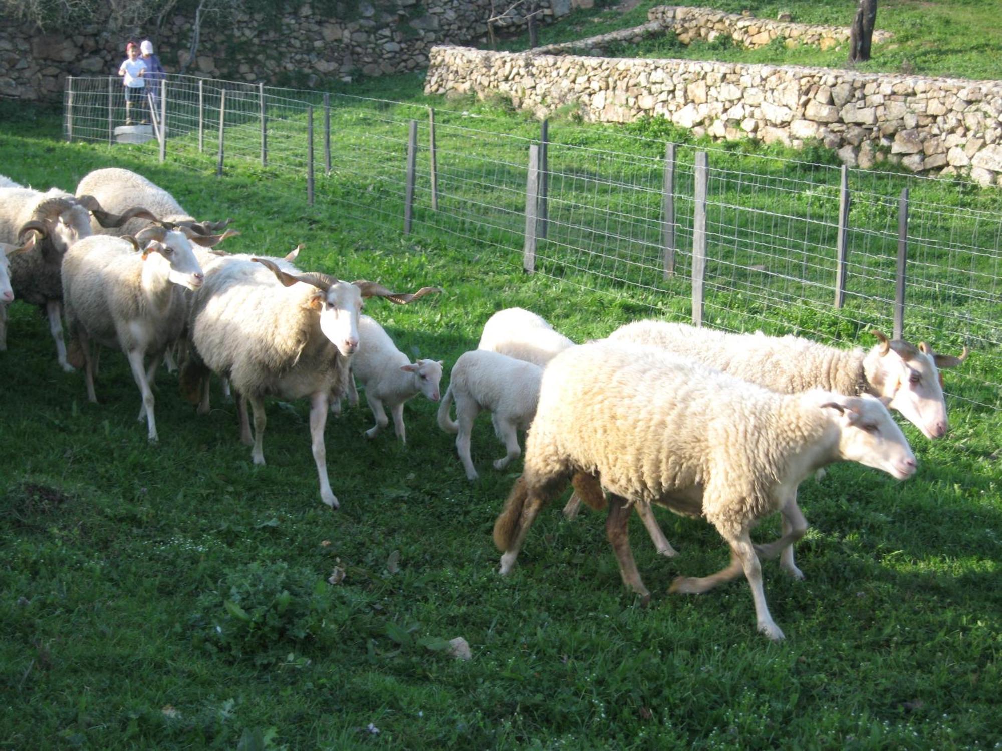 Quinta Das Pias - Holiday Farm พินเญล ภายนอก รูปภาพ
