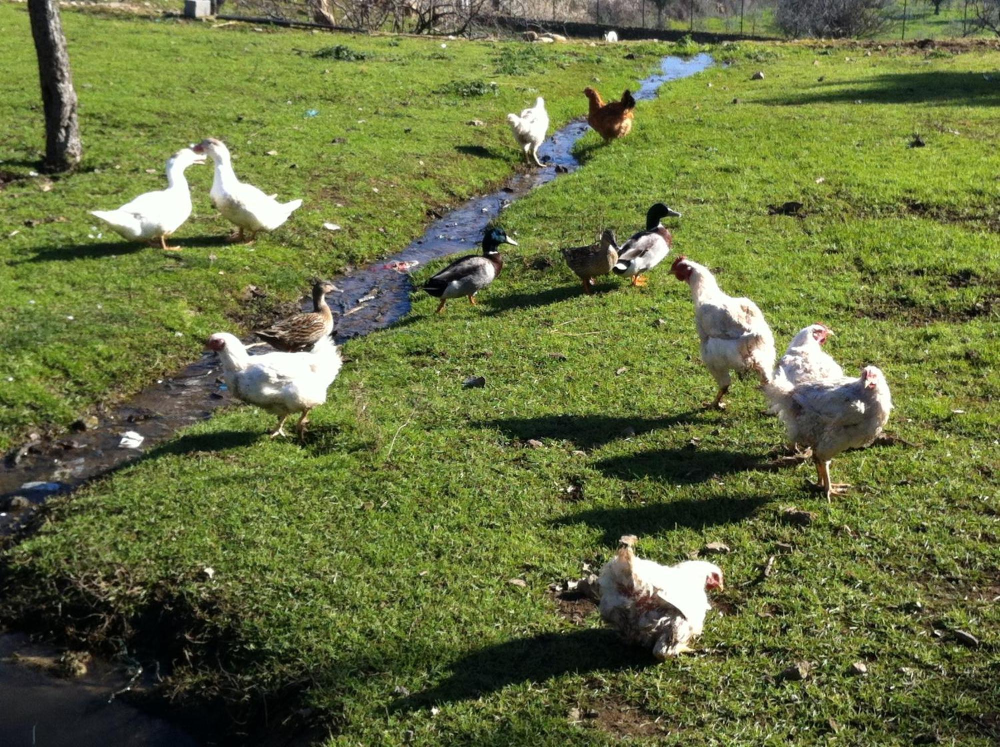 Quinta Das Pias - Holiday Farm พินเญล ภายนอก รูปภาพ